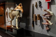 La taxidermie : un art au service de l'éducation et de la conservation