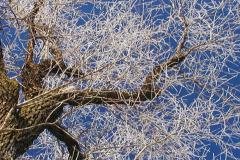 Carrousel - Un arbre en hiver