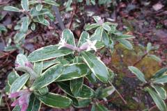 Daphne x transatlantica flowers on December 15, 2015 in the Shrub Garden