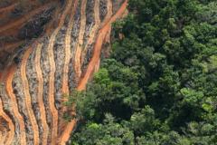 Déforestation pour la plantation du palmier à l'huile.