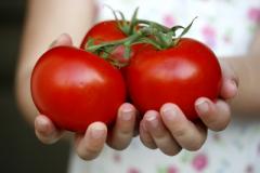 Tomates © Clare Bloomfield