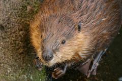 Par ses activités, le castor favorise la biodiversité, © Claude Lafond