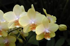 Phalaenopsis 'Leyte Gold'