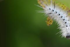 Hickory tussock moth caterpillar (Lophocampa caryae)