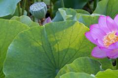 Nelumbo nucifera - lotus