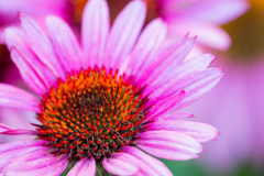 Les plantes médicinales, le remède de tous les temps?