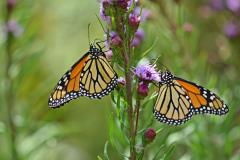 Monarchs on Liatris spicata