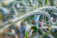 Nature sous influence - carrousel