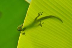 Gecko diurne à poussière d’or (Phelsuma laticauda)