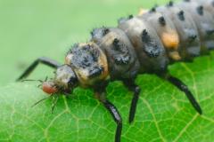 Ladybug larva eating aphid