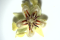 Thebroma cacao
