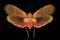 Scamandra rosea saturata - Malaisie