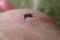 Aedes aegypti, un des principaux moustiques vecteur du virus de la fièvre jaune