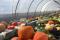 Récolte des courges d’hiver au Jardin nourricier