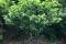 Viburnum carlesii. is perfectly hardy to Montreal. 
