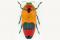 Metaxymorpha nigrofasciata (Nouvelle-Guinée)