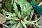 Begonia henrilaportei