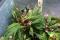 Begonia nosymangabensis