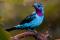 Cotinga de Cayenne mâle