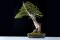 Thuya occidentalis (Canadian Bonsai Award - Rochester 2018) 