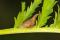 Campylenchia latipes - Ce petit membracide affiche la même couleur que son milieu de vie.