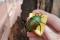 Flamboyant flower beetle - Eudicella gralli