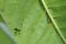 Monarch caterpillar on milkweed leaves.
