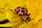 Coleomegilla maculata