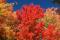 Autumnal landscape composed of red maple.