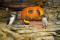 Enrichissement d'Halloween pour les animaux du Biodôme