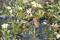Jeune métamorphe (grenouillette) de rainette faux-grillon en déplacement dans la végétation aquatique. 