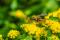 Poliste du Nord (Polistes fuscatus)
