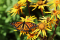 Monarch (Danaus plexippus)