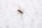 Snow fly (Chionea sp.)
