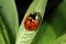 Coccinella septempunctata / Seven-spotted lady beetle