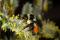 Le bourdon tricolore (Bombus ternarius), une des quelques espèces de bourdons encore communes, en plein travail! 