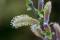 Saule (Salix lasiolepis)