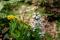 Heart-leaved aster (Symphyotrichum cordifolium (and Solidago caesia))