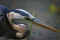 The St. Lawrence River, rich in fish and aquatic invertebrates, allows the great blue heron to feed on its banks.