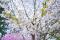 Petit cerisier des Kouriles (Prunus nipponica var. kurilensis)