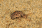 Antlion larva at ground level