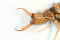 Antlion larva / venom canal visible