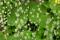 Two-leaved mitrewort (Mitella diphylla)