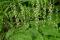 Mitrelle à deux feuilles (Mitella diphylla)