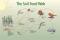 The soil food web