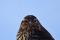 The populations of insect-eating birds have declined more than any other bird group.