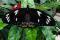 Ornithoptera priamus poseidon - femelle, Australie