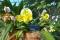 Paphiopedilum Woodland Glade