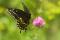 Black swallowtail (Papilio polyxenes asterius) 