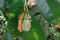 Plusieurs espèces d’insectes feuilles